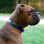 Case-Mate AirTag Dog Collar Mount - Black
