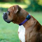 Case-Mate AirTag Dog Collar Mount - Black
