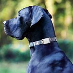 AirTag Case-Mate Dog Collar Mount - Clear Glow-in-the-Dark